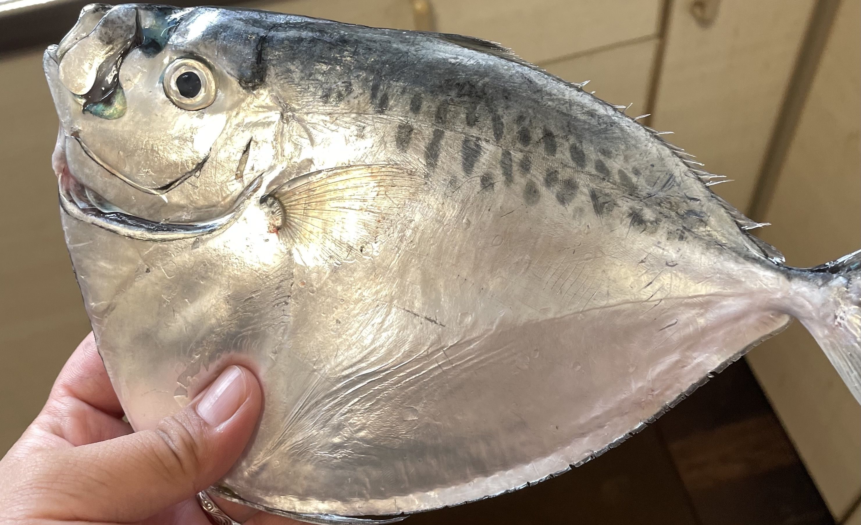 これなんて魚？